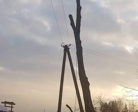 ArbCut atliktų darbų nuotrauka 10