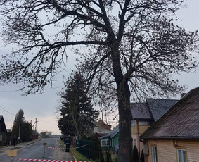 ArbCut atliktų darbų nuotrauka 21