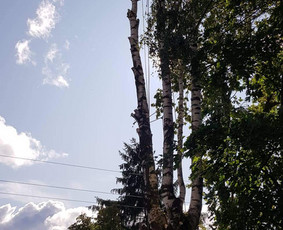 ArbCut atliktų darbų nuotrauka 29