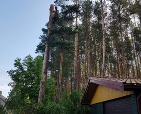 ArbCut atliktų darbų nuotrauka 32