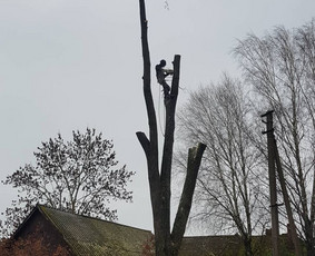 ArbCut atliktų darbų nuotrauka 38