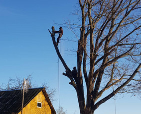 ArbCut atliktų darbų nuotrauka 44