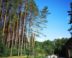 ArbCut atliktų darbų nuotrauka 71
