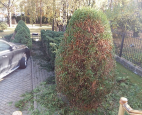 ArbCut atliktų darbų nuotrauka 74