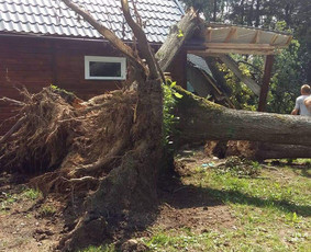 ArbCut atliktų darbų nuotrauka 81