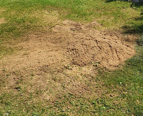 ArbCut atliktų darbų nuotrauka 86